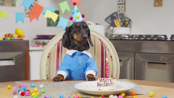 Leuke hond met feestelijke taart viert verjaardag thuis — Stockvideo