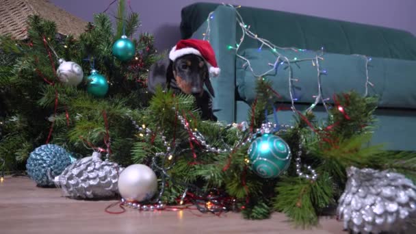 Stoute nieuwsgierige teckel puppy in een kerstmuts speelde te veel en vulde kunstmatige kerstboom versierd met glanzende bloemenslinger en feestelijke ballen. Baby hond zit in het midden van chaos — Stockvideo