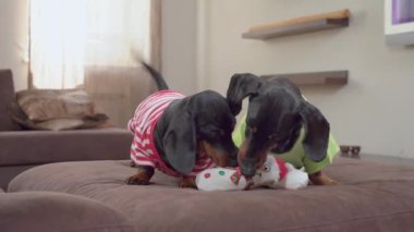 Sevimli dachshund köpeklerinin kardan adam şeklinde iki benzer oyuncağı vardır. Ama açgözlülük yüzünden evdeki koltukta oturan evcil hayvanlardan biri diğerinden oyuncak alır.
