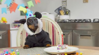 Panda kostümlü köpek ve masada pasta doğum gününü kutluyor.