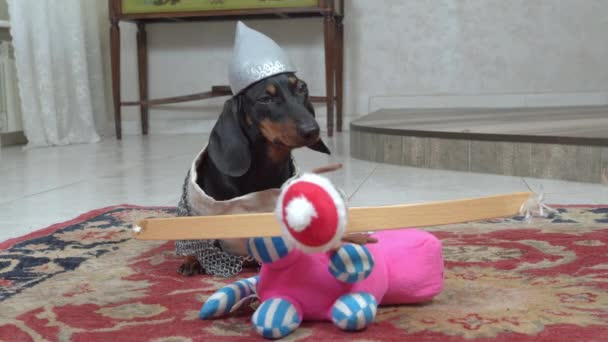 Dachshund en sombrero y ropa se sienta en el suelo cerca de juguete rosa — Vídeos de Stock