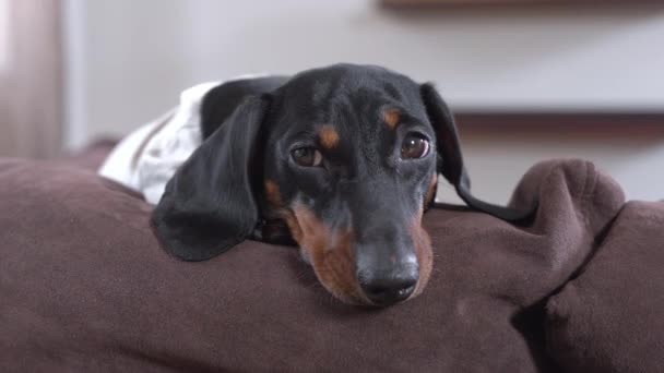 Yorgun, tembel bir dachshund köpek yavrusu portresi, bir ses ile uyandı, bu yüzden gözlerini açtı ve etrafına baktı, sonra dinlenmeye devam etti, yakın, ön görünüm — Stok video