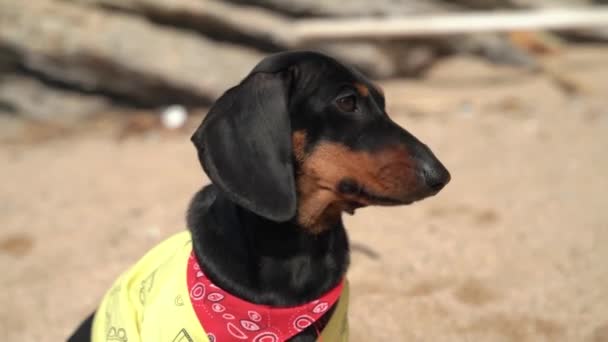 Descontente dachshund filhote de cachorro em t-shirt amarela senta-se e espera por algo, tremendo e indignado, tentando latir durante a caminhada, vista frontal, close-up — Vídeo de Stock