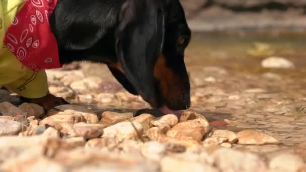 Dachshund pies z czerwonym naszyjnikiem pije wodę z rzeki — Wideo stockowe
