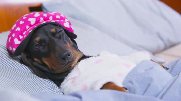 Жінка цілує таксономічного собаку зі сплячою маскою, прибиваючись на ліжку — стокове відео