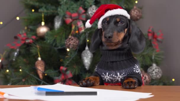 圣诞前夕，头戴节日礼帽，身穿保暖毛衣的可爱的小狗宝宝在给父母写信时，给他们寄上了圣诞老人的祝福，或给他们刷上了贺卡 — 图库视频影像