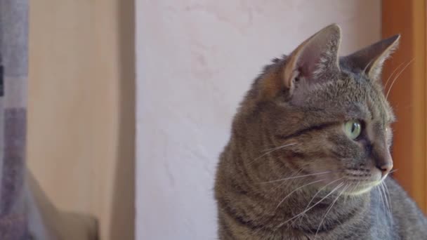 Цікава кішка з зеленими очима дивиться на щось в кімнаті — стокове відео
