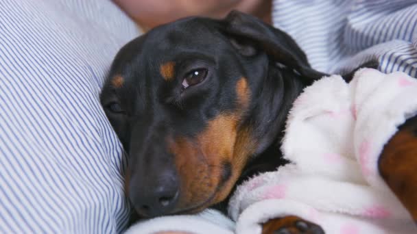 Baby dachshund in funny warm pajamas with hat lies under blanket going to sleep. Bed rest during illness — Stock Video
