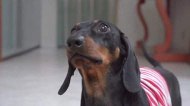 Dachshund ev sahibine bakar ve kuyruğunu sallayarak eve yaklaşır.