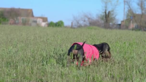 ลูกสุนัขดัชชุนด์ตลกสองตัวเล่นกันและกันพยายามกําจัดของเล่นนุ่ม ๆ ในรูปร่างของสุนัขในขณะที่เดินในสนามหรือสวนหลังบ้าน กิจกรรมกลางแจ้ง — วีดีโอสต็อก