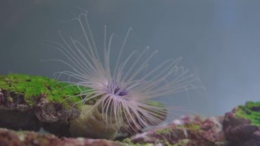 Akvaryumun dibindeki küçük kum ve kaya parçalarından yaratılan etli bir taş ya da hasırla bağlanmış özel zoanthus polipleri. Flagella suda hareket ediyor.