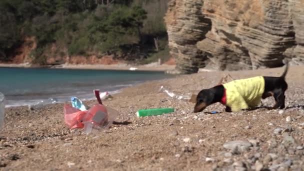 해안에 는 쓰레기가 널려 있다. 장난기많은 다크 순 강아지는 해변을 걷다가 냄새를 맡고 먹을 것을 발견하기 위해 소유자에게서 쓰레기 더미로 도망쳤다 — 비디오