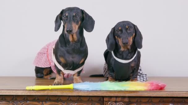 Twee grappige teckel honden in meid uniform met schorten op houten oppervlak, veren stofdoek voor het reinigen ligt in de buurt, vooraanzicht. Gehoorzaam huisdier voert bevelen uit — Stockvideo