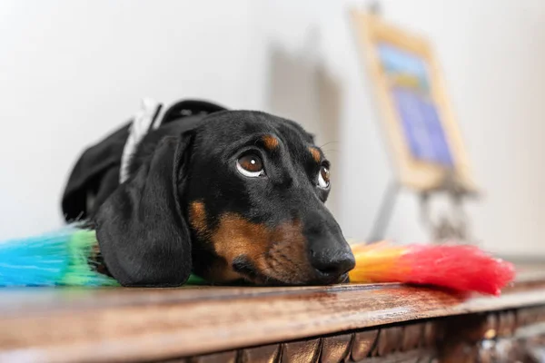 Υπέροχο κουρασμένο κουτάβι dachshund σε στολή καμαριέρας με πούπουλα ξεσκονίσματος για τον καθαρισμό βρίσκεται στην ξύλινη επιφάνεια, ανάπαυσης μετά από σκληρή μέρα. Ελεύθερος χρόνος υπηρεσίας προσωπικού. Ο τεμπέλης σκύλος αποφεύγει τη δουλειά. — Φωτογραφία Αρχείου