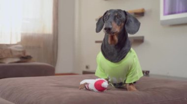Yeşil kazaklı Dachshund yatakta kardan adamın yanında oturuyor.