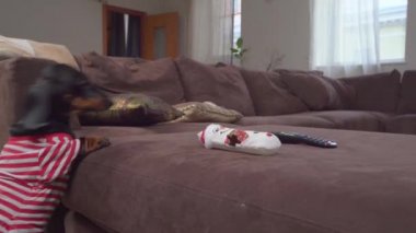 Dachshund köpek yavrusu beceriksizce kanepeye atlayıp aynı anda bir oyuncak kapmaya çalışıyor ama ilk seferinde işe yaramıyor. Kısa bacaklı köpeklerin yüksek engelleri aşması zor ve tehlikelidir.