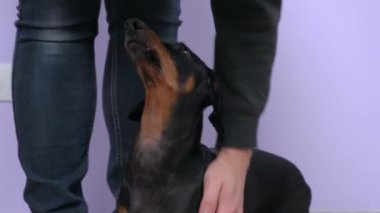 Kadın felçleri mor duvarda dachshund köpeğini cesaretlendiriyor.