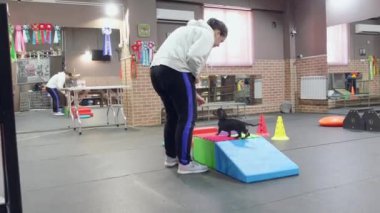 Handler, sevimli itaatkar dachshund köpeğine evcil hayvan salonundaki engelleri aşmasını ve atlamasını öğretiyor. Yavru köpek korktuğu için temkinli.