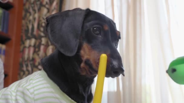 Vtipné jezevčíčí štěně v pruhovaném tričku nadšeně píše něco se žlutým plstěným perem. Pes tvrdě pracuje, studuje nebo se zabývá oblíbeným koníčkem v kanceláři nebo doma — Stock video