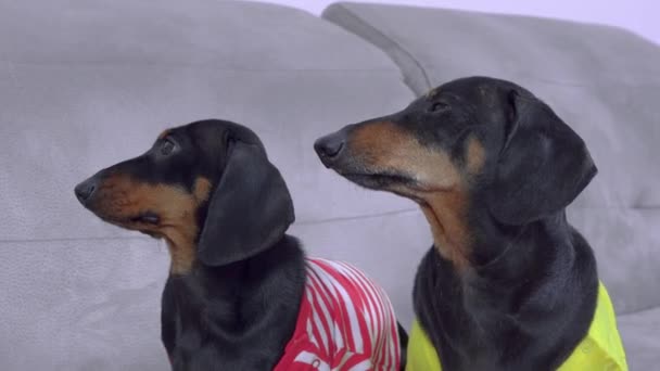 Perro salchicha en la ropa ladra sentado cerca de amigo en el sofá — Vídeos de Stock