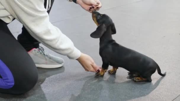 Manejador caucásico enseña lindo cachorro dachshund obediente para dar una pata en el gimnasio del perro. Mascotas secas para recompensar el buen comportamiento como refuerzo positivo — Vídeos de Stock