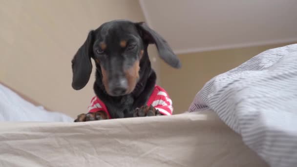 Tatlı dachshund köpek yavrusu yatağın kenarında yatıyor, aşağıya bakıyor ve patisini sallıyor, çünkü ilginç bir şey görüyor ve onunla oynamak istiyor, ama aşağıya inmekten korkuyor, manzara aşağıdan yukarıya doğru. — Stok video