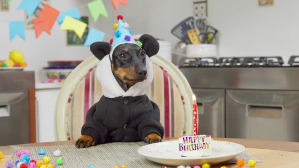 Dachshund pies w bluzie z kapturem z zabawnymi uszami pandy, nosząc świąteczny kapelusz siedzi przy stole przed tortem urodzinowym ze świecą, przygotowując się do deseru, pokój urządzony na uroczystą imprezę — Wideo stockowe