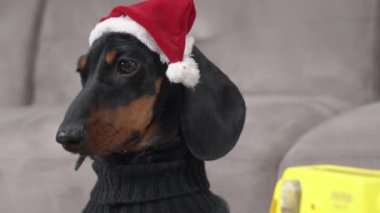 Noel süveteri ve şenlikli Noel Baba şapkası içinde yaramaz bir şeyler yapmak için etrafı kolaçan eden küçük bir köpek yavrusu. Sahipleri parti için hazırlanırken evcil hayvan avları veya nöbetler