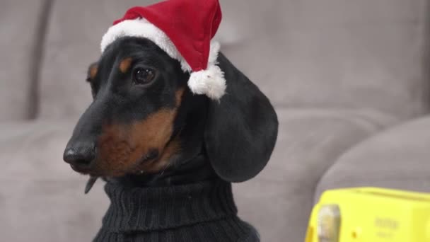 Impish dachshund puppy in cozy Christmas sweater and festive Santa hat looks around room in search of place to do some mischief. Pet hunts or watches as owners prepare for party — Stock Video