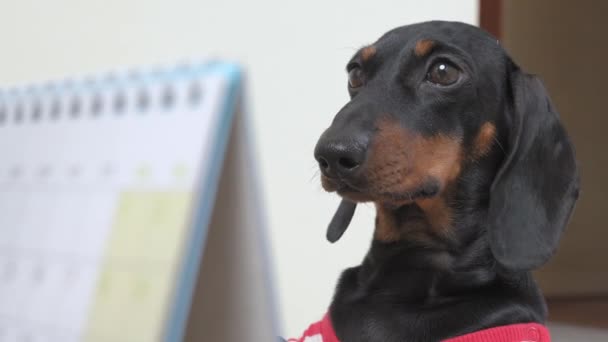 Preto dachshund olha e ouve e balança a cabeça e as orelhas — Vídeo de Stock