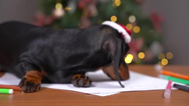 Cão bonito dachshund em Papai Noel sonha com presentes deitados na mesa com carta pela árvore de Natal em closeup quarto, cansado de esperar pelo Papai Noel e adormeceu — Vídeo de Stock