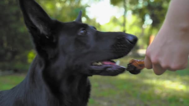 El perro pastor suizo negro se sienta y espera obedientemente la recompensa por el comando correctamente ejecutado durante el entrenamiento. Manipulador da trozo de carne mascota. El animal no come sin permiso del propietario — Vídeo de stock