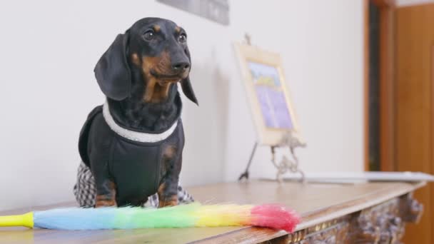 Dachshund dog in maid costume with pp duster on mantelshelf — ストック動画