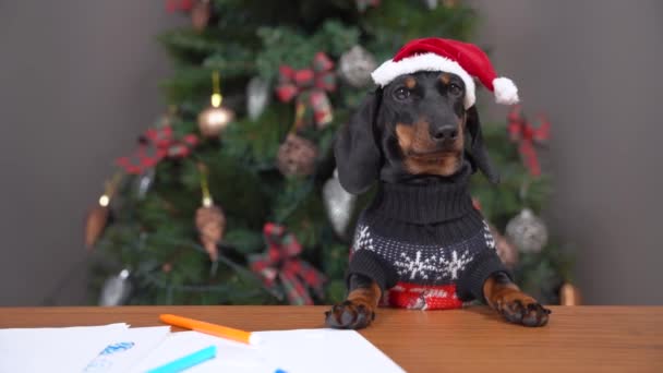 Perro cachorro dachshund en suéter festivo y sombrero va a escribir carta a Santa con los regalos deseados. Árbol de Navidad decorado sobre fondo borroso — Vídeos de Stock