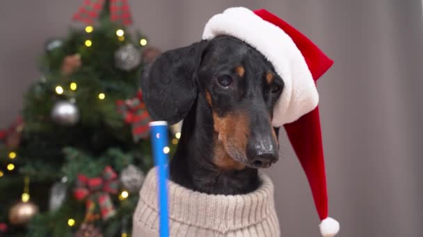 Smart dachshund cachorro escribe carta a Santa Claus en la habitación — Vídeo de stock