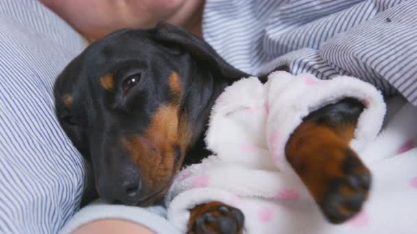 Dachshund cão em pijama acorda perto do proprietário em cama macia — Vídeo de Stock