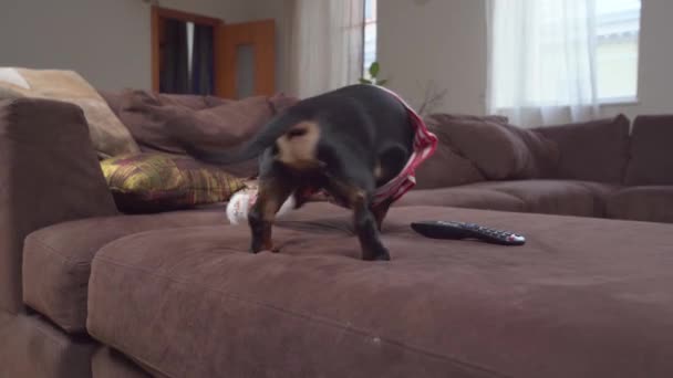 Dachshund jumps on bed with cushions and plays with snowman — Stock Video