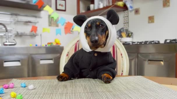 头戴喜庆帽，身穿熊服装的腊肠小狗坐在餐桌前，坐在装饰过的厨房后面。等生日礼物 — 图库视频影像
