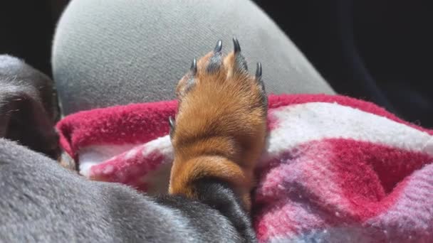 Hermosa pata de perro con garras cuidadosamente recortadas se encuentra en una tela a cuadros en la pierna de la persona, vista superior, de cerca. Precioso cachorro obediente duerme en regazo del propietario. Sobrecarga de ternura — Vídeos de Stock