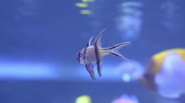 Küçük tropikal kardinal balıkları diğer egzotik balıklarla birlikte akvaryumda ya da hayvanat bahçesinde yüzüyor. Akvaryum ticaretine bağlı düzenli olarak beslenen çekici deniz türleri.