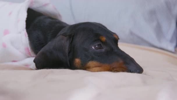 Eigenaar beroertes teckel teckel hond rusten op comfortabel bed — Stockvideo