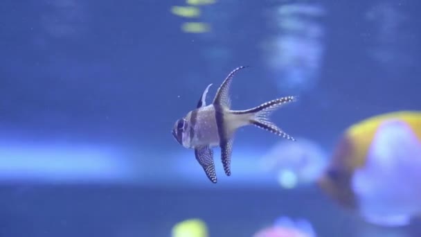 ปลาคาร์ดินัลเขตร้อนขนาดเล็กลอยอยู่กับปลาแปลกใหม่อื่น ๆ ในน้ําในพิพิธภัณฑ์สัตว์น้ําที่บ้านหรือสวนสัตว์ สายพันธุ์ทางทะเลที่น่าสนใจที่ได้รับการเลี้ยงดูอย่างสม่ําเสมอในการจับกุมการค้าพิพิธภัณฑ์สัตว์น้ํา — วีดีโอสต็อก
