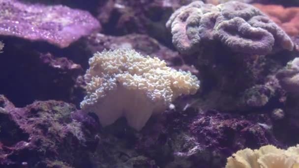 Polyped euphyllia corallo pietroso ancora si muove lentamente sotto l'acqua attaccato alla roccia, vista frontale. Specie esotiche di fauna marina in acquario domestico o pubblico — Video Stock