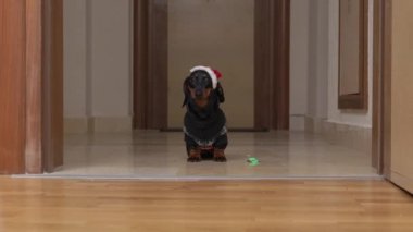Noel Baba şapkalı sevimli yaramaz dachshund etrafı dağıtmış. Odadan atılmış ve köpek ağızlığının önüne çarpmış. Üzgün köpek yavrusu suçlu görünüyor.