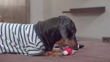 Küçük dachshund oyuncak kardanadamla oynar ve kaçar.