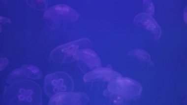 Ay denizanası sürüsü akvaryum suyunda yavaşça yüzer ve bu akvaryumun arka ışığı Aurelia 'nın şeffaf gövdesini maviye çevirir. Meditasyon için yer. Alışılmadık iç çözümler