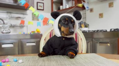 Dachshund köpeği panda kostümü içinde süslü odada masada oturuyor.