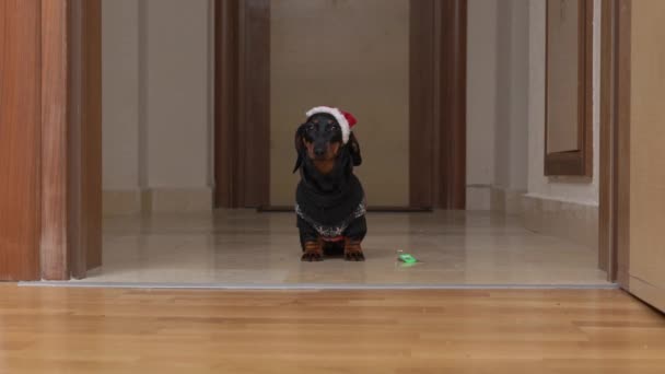 Χαριτωμένο άτακτο dachshund σε Σάντα καπέλο μπέρδεμα γύρω έτσι ήταν κλώτσησε έξω από το δωμάτιο και πόρτα χτύπησε μπροστά από το ρύγχος σκύλου. Το λυπημένο κουτάβι κάθεται με ένοχο βλέμμα. — Αρχείο Βίντεο