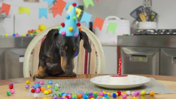Funny dachshund dog in festive hat and bow-tie eats piece of birthday cake with candle. Owner arranged party for anniversary of his beloved pet. House is decorated for celebratory party — Stock Video