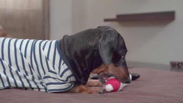 Pequeño perro salchicha juega con muñeco de nieve juguete y se escapa — Vídeos de Stock